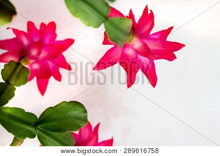 Christmas Cactus Flowers, Schlumbergera, View Window On A White Background