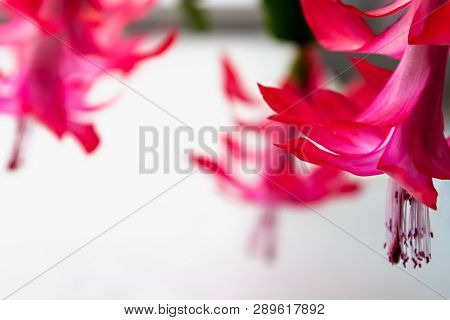 Schlumbergera Christmas Flower Decembrist Or Varvarin Flower. Bright Red Flowers Houseplant