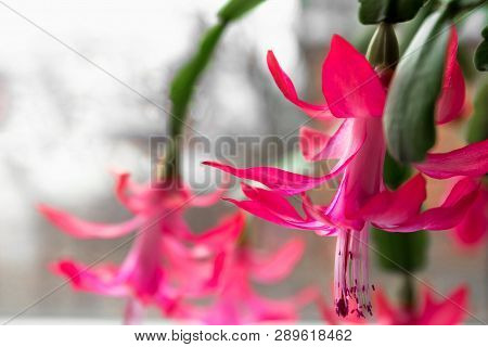 Christmas Cactus Flowers, Schlumbergera, View Window On A White Background