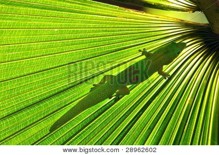 Amphibian ใต้ Frond