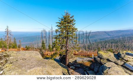 Devasted Forest In Cause Of Bark Beetle Infestation. Sumava National Park And Bavarian Forest, Czech