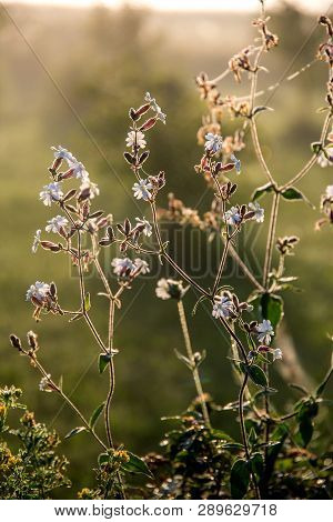 Blooming Flowers On A Green Grass. Meadow With Wild Flowers. Flowers Is Seed-bearing Part Of A Plant
