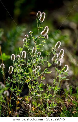 Blooming Flowers On A Green Grass. Meadow With Wild Flowers. Flowers Is Seed-bearing Part Of A Plant