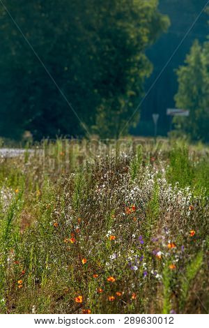 Blooming Flowers On Green Grass At Roadside. Meadow With Wild Flowers. Flowers Is Seed-bearing Part 