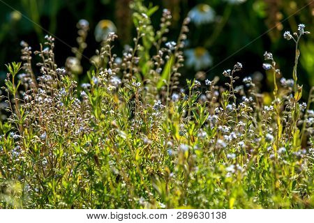 Blooming Light Blue Flowers On A Green Grass. Meadow With Wild Flowers. Flowers Is Seed-bearing Part