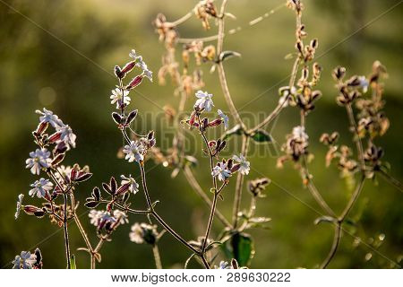 Blooming Flowers On A Green Grass. Meadow With Wild Flowers. Flowers Is Seed-bearing Part Of A Plant