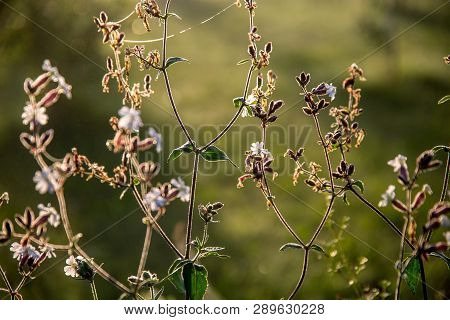 Blooming Flowers On A Green Grass. Meadow With Wild Flowers. Flowers Is Seed-bearing Part Of A Plant