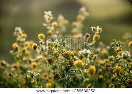 Blooming Yellow Flowers On A Green Grass. Meadow With Wild Flowers. Flowers Is Seed-bearing Part Of 