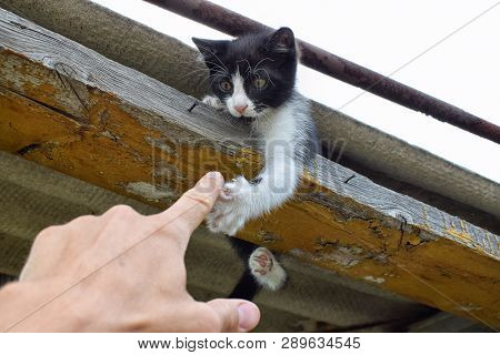 Cute Kitty Stretches Claw For Touching Human Hand