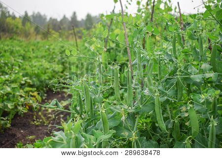 Bush Of Green Peas At Garden In Summer Tasty