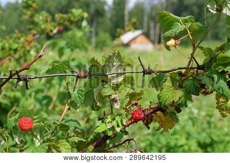 Fresh Red Raspberry On Banch With Barbed Wire At Garden