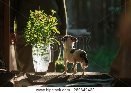 A Small Dog Chihuahua Lit By Bright Sunlight Backlight Stands And Loyally Looks Up At His Master. In