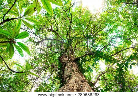 Ant Eye View Of Nyireh Batu Tree Or Xylocarpus Granatum In Mangrove Forest Background.forest And Env