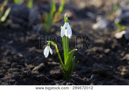 Snowdrop Or Common Snowdrop Galanthus Nivalis Flowers. Snowdrop Spring Flowers.