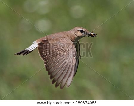 The Isabelline Wheatear (Oenanthe isabellina) on field in spring with peak full of insects