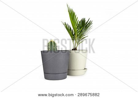 Natural Green Cactus, Houseplant Small Green Palm Tree (chamaedorea Hyophorbeae Hamedorea Bridble) I