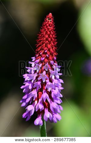 Close Up Of An Orchid Primrose In Bloom