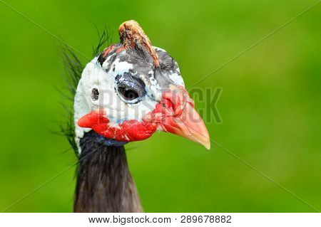 Head Shot Of A Helmeted Guineafowl (numida Meleagris)