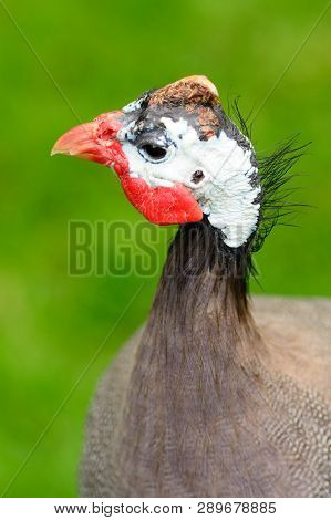 Head Shot Of A Helmeted Guineafowl (numida Meleagris)
