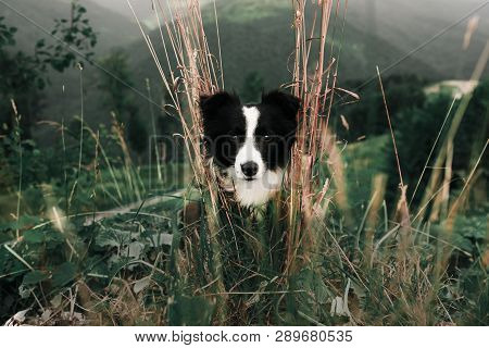 Portrait Beautiful Happy And Smiling Black And White Dog Border Collie In Field And Look In Camera. 