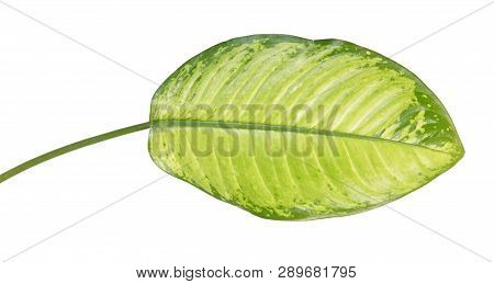 Large Green Leaf Of Tropical Plant (dieffenbachia Seguine Or Dumbcane) Isolated On White Background