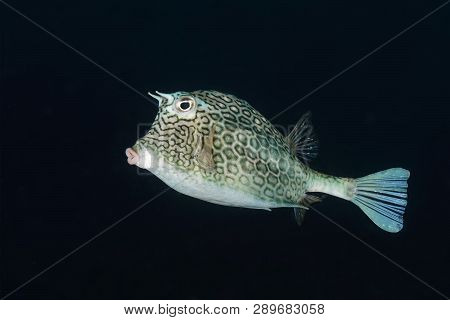 Honeycomb Cowfish (acanthostracion Polygonius) Swimming Over A Coral Reef - Bonaire