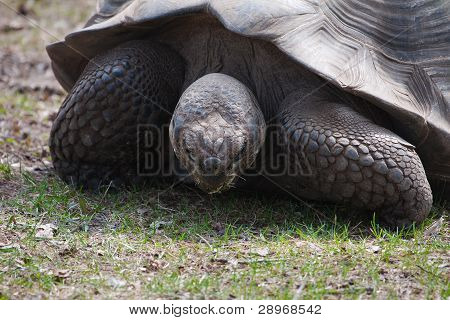 Kæmpe skildpadde