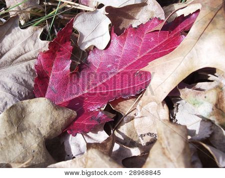 Hoja roja