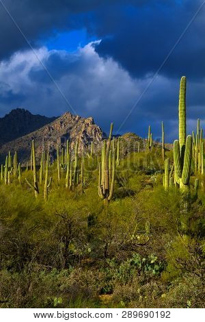 Sunlit Cacti On A Stormy Day.  Bright Yellow Green Cactus Seem To Almost Glow In The Tucson Desert I