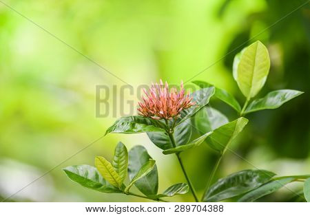 King Ixora Red Flower Blooming In The Garden Beautiful Nature Green Background / Chinensis Ixora Coc