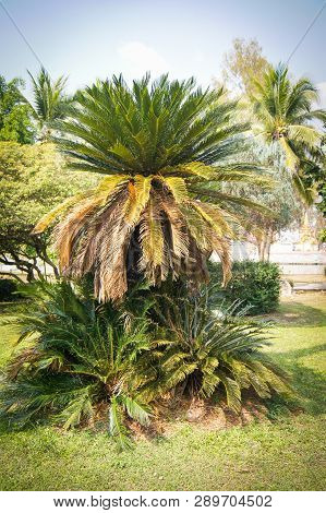 Green Cycad Plant In The Garden Park / Cobia Tree