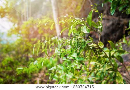 Melientha Suavis Pierre Leaf On Tree In The Nature Forest / Opiliaceae Melientha Suavis - Pak Wan