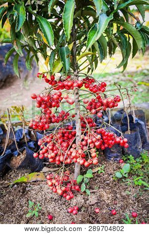 Asian Wild Cranberries / Ripe Red Cowberry On Tree - Vaccinium Oxycoccus