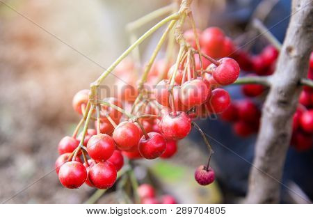 Asian Wild Cranberries / Ripe Red Cowberry On Tree - Vaccinium Oxycoccus