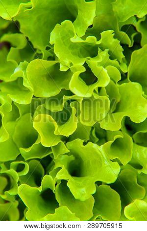 Agricultural Field With Green Leaf Lettuce Salad On Garden Bed In Vegetable Field. Gardening Backgro