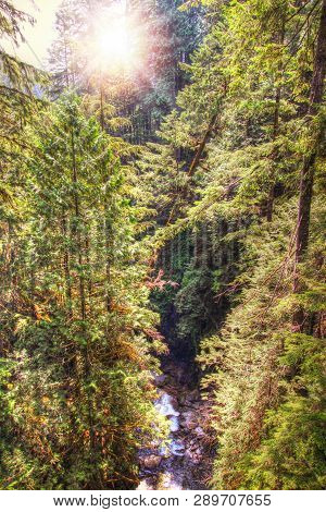 Flowing Stream Cuts Through 617 Acres Of Densely Forested Trees Aged 80 To 100 Years Old In Sunny Ly