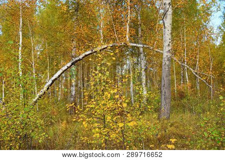 Tilted Tree In Forest At Autumn With Golden Leaves Birch
