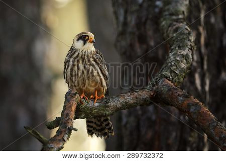 Red-footed Falcon (falco Vespertinus) Is A Small, Slender Bird Of Prey