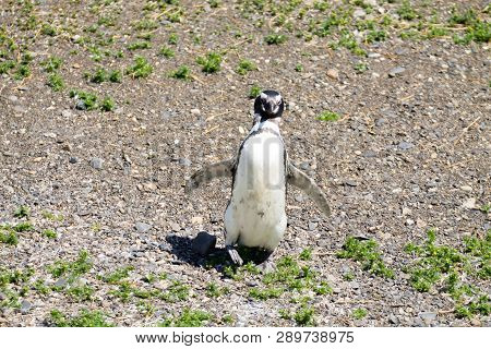 Magellanic Penguin On Martillo Island Beach, Ushuaia. Tierra Del Fuego National Park. Chilean Wildli