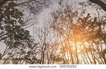 Trees Silhouettes Trunk And Branch With Leavesless At Sunset Golden Hour Twilight With Sunset.