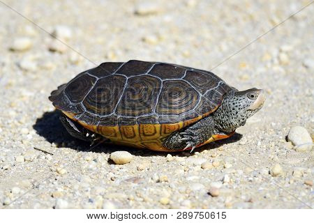 A Diamondback Terrapin Turtle Laying Eggs On Dirt Road