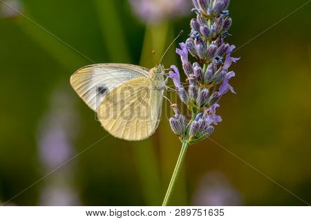 Butterfly Leptidea Sinapis On Lavender Angustifolia, Lavandula