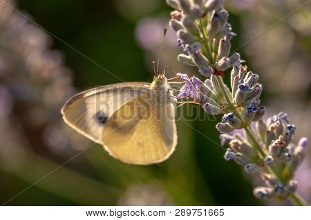 Butterfly Leptidea Sinapis On Lavender Angustifolia, Lavandula