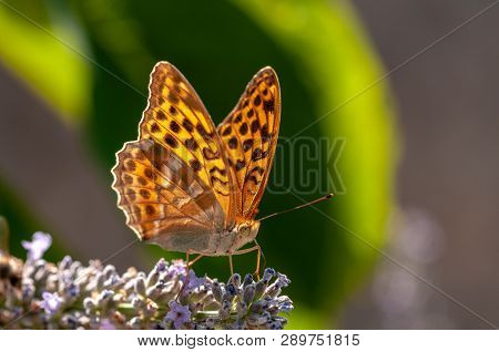 Papilio Argynnis Paphia On Lavender Angustifolia, Lavandula