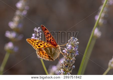 Papilio Argynnis Paphia On Lavender Angustifolia, Lavandula