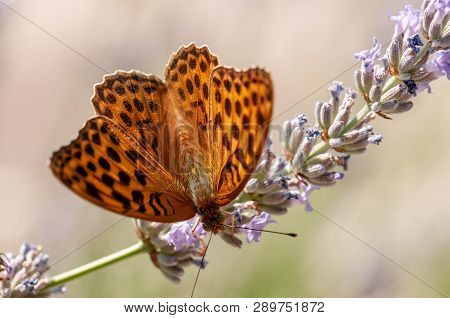 Papilio Argynnis Paphia On Lavender Angustifolia, Lavandula
