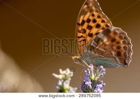 Papilio Argynnis Paphia On Lavender Angustifolia, Lavandula