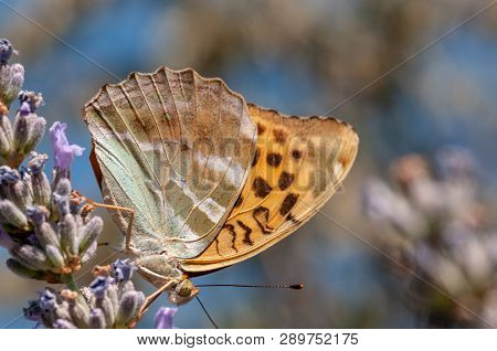 Papilio Argynnis Paphia On Lavender Angustifolia, Lavandula
