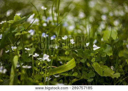 Blossoming Creeping Speedwell Flowers
