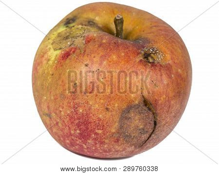 Boring Trace Of A Codling Moth Cydia Pomonella, In A Wormy Apple. On White Background. Place To Writ